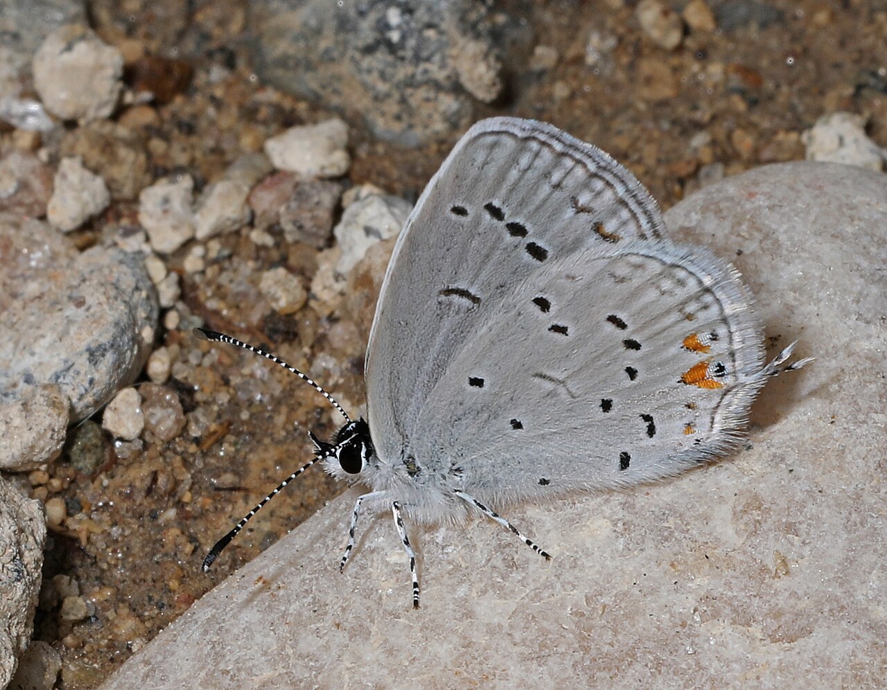Eastern Tailed-Blue Butterfly: ID, Host Plants, and the False Head