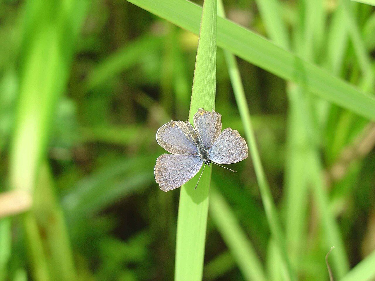 Host Plants and Caterpillars