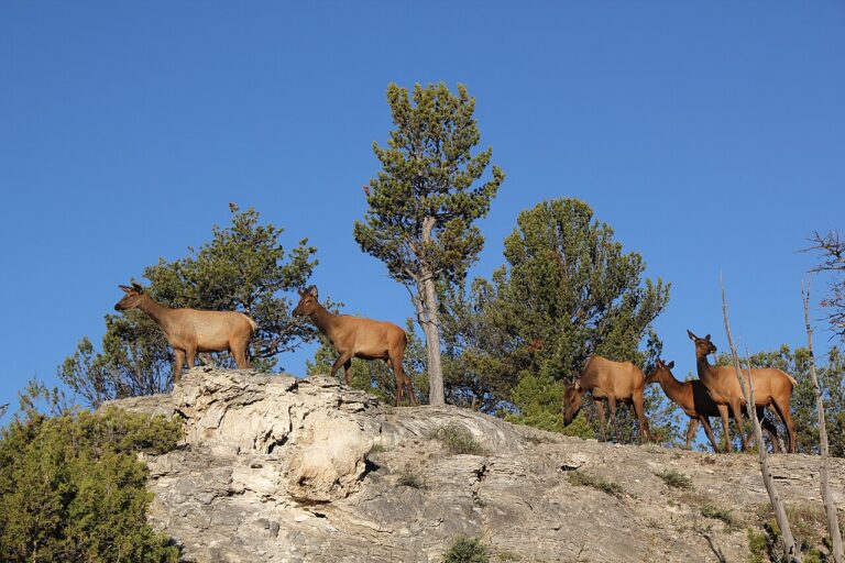 Elk Poop: Identification and How It Differs From Deer