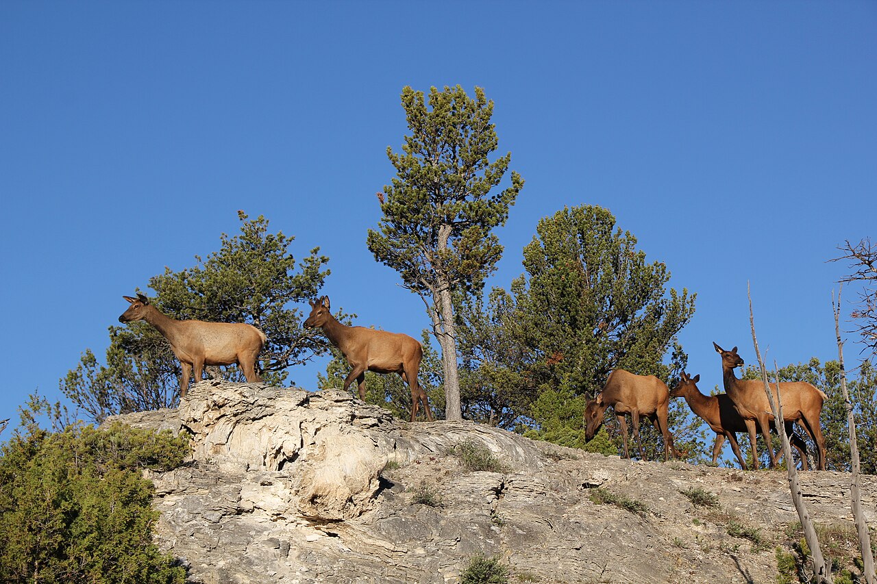 Elk Poop: Identification and How It Differs From Deer
