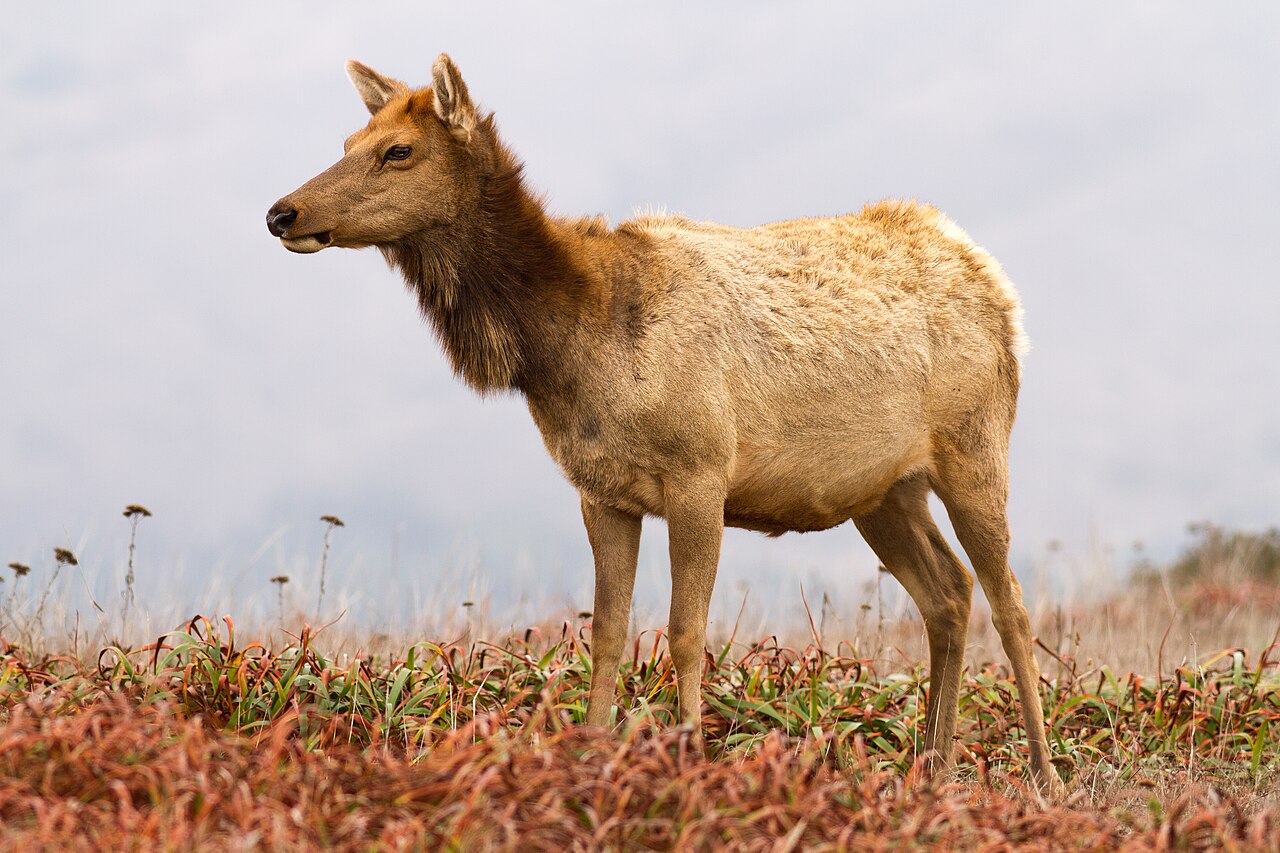 Elk Poop vs Deer Poop