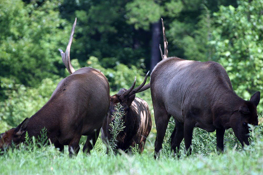 Elk Poop vs Moose Poop