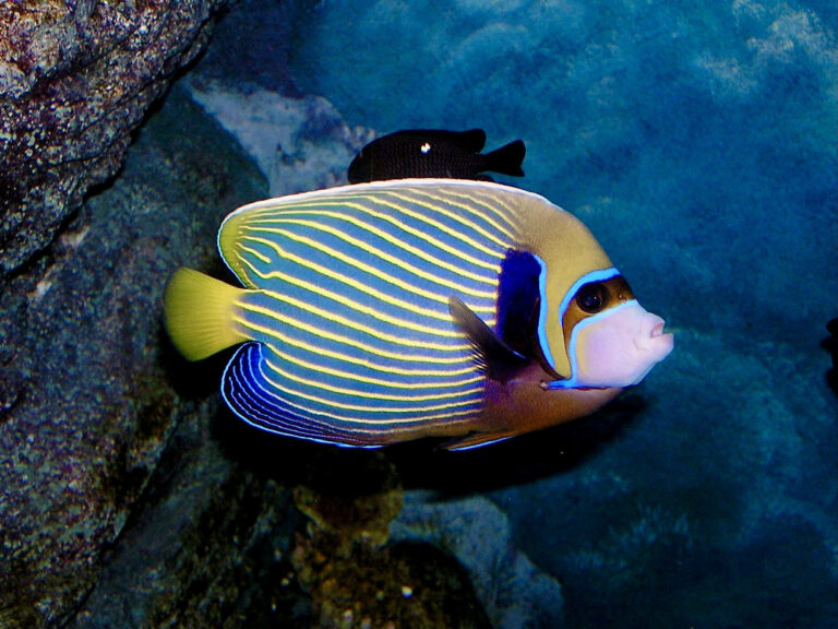 Emperor Angelfish Care: Size, Tank, Cost and Temperament