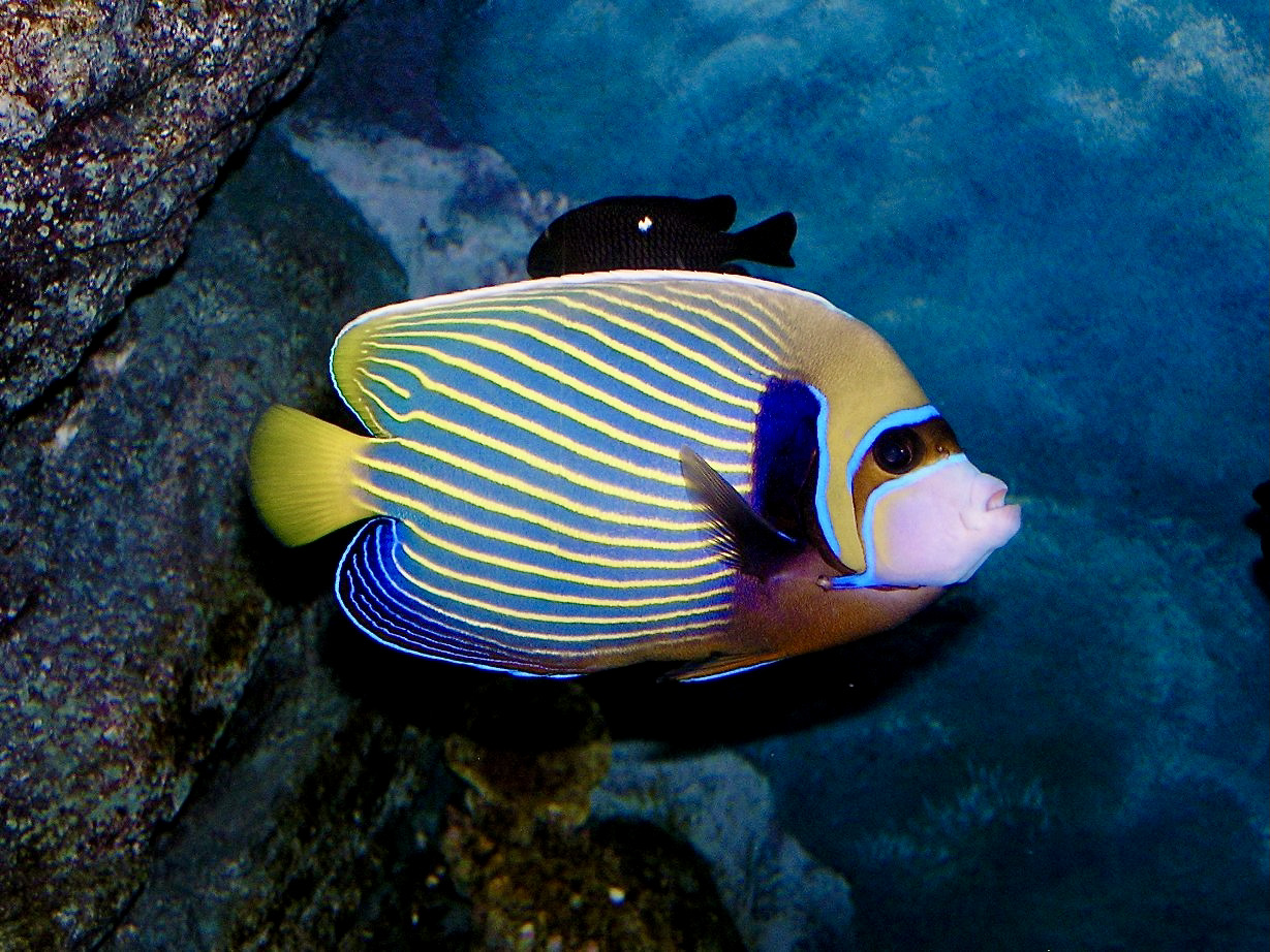Emperor Angelfish Care: Size, Tank, Cost and Temperament