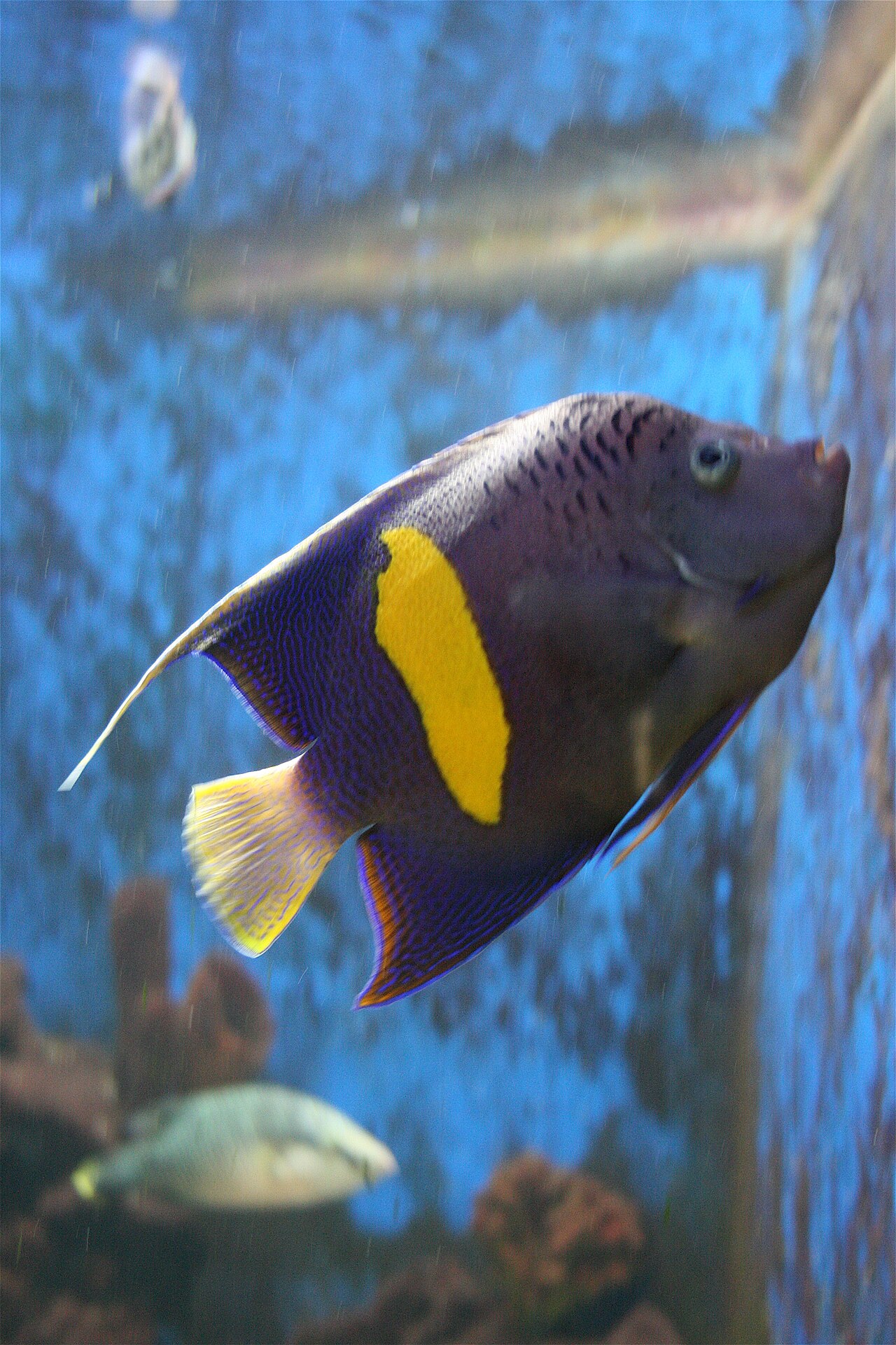 Juvenile vs Adult Emperor Angelfish