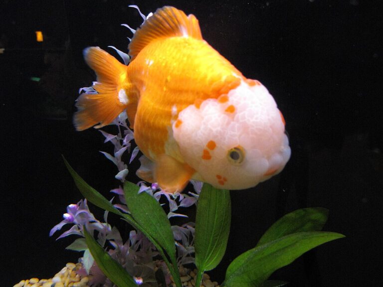 Fancy Goldfish Care: Types, Tank Size, Cost and Lifespan