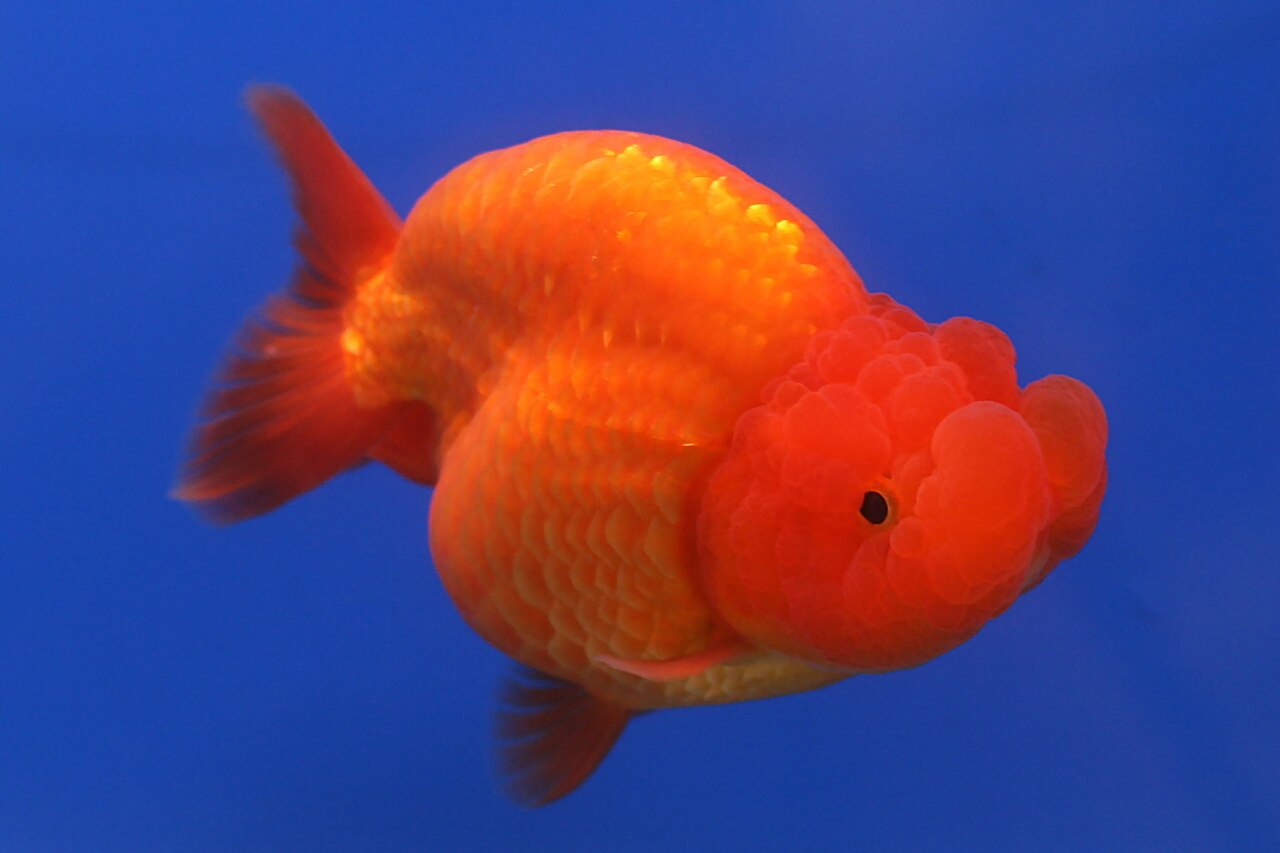 Fancy Goldfish Types Worth Knowing