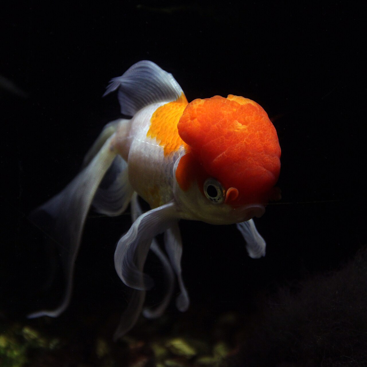 What Size Tank Do I Need for 2 Fancy Goldfish?