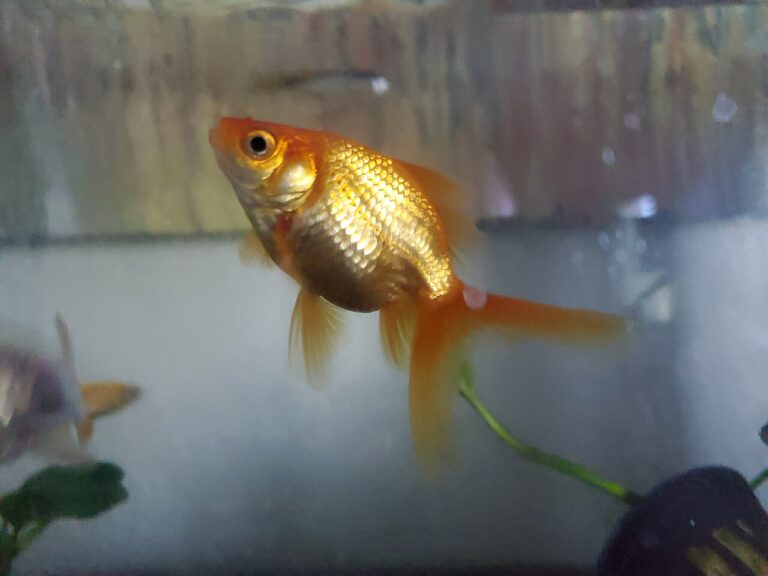 Fantail Goldfish Care: Size, Tank Size, and Tank Mates