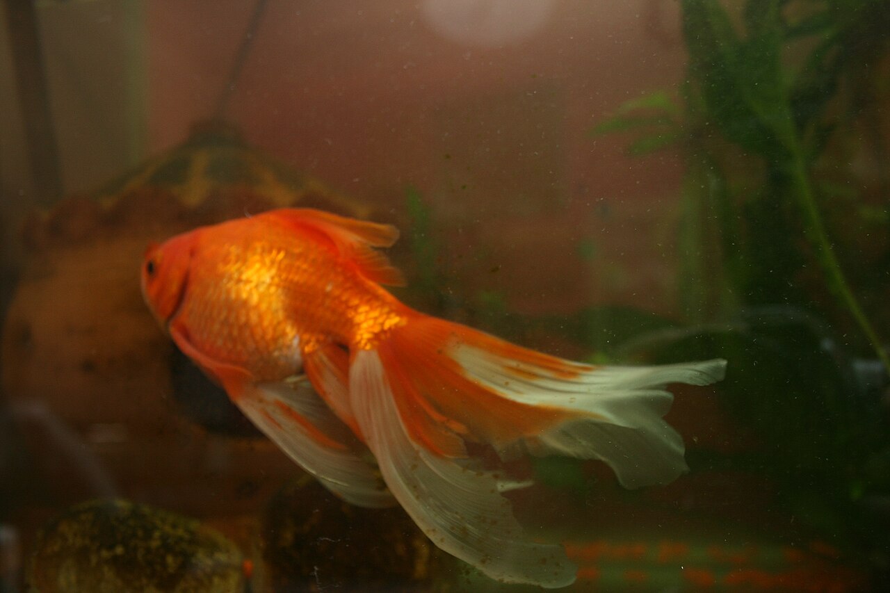 How Big Will My Fantail Goldfish Get?