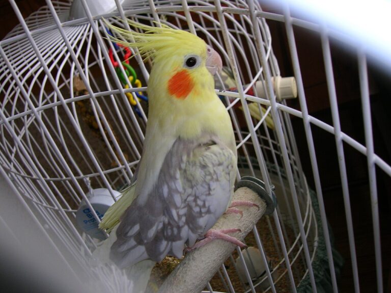 Female Cockatiel: How to Tell, and What to Expect