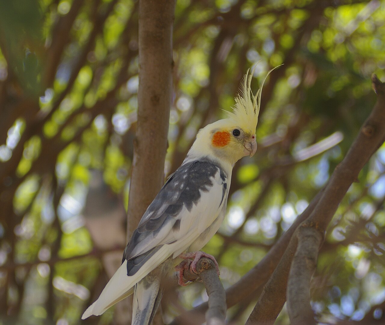 How Do Female Cockatiels Act?
