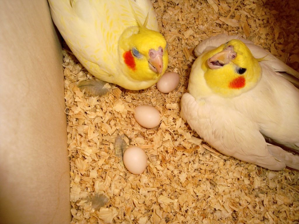 Can a Female Cockatiel Lay Eggs Without a Male?