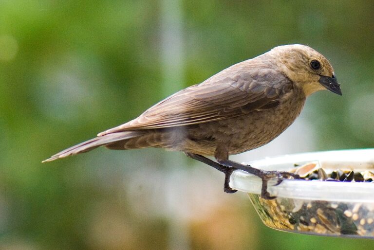 Female Cowbird: Identification and the Brood Parasite Strategy