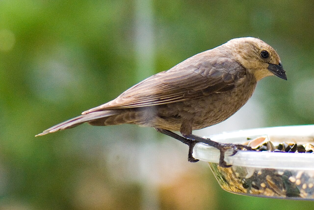 Female Cowbird: Identification and the Brood Parasite Strategy