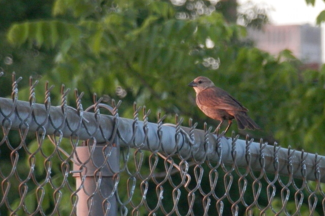 Why Cowbirds Do Not Raise Their Own Young