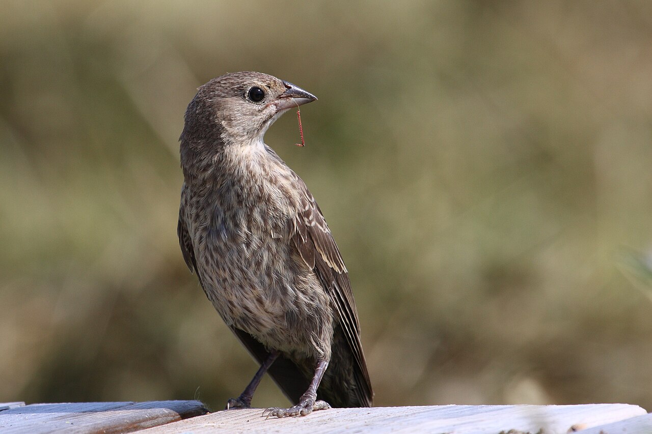 Female vs Male Cowbird