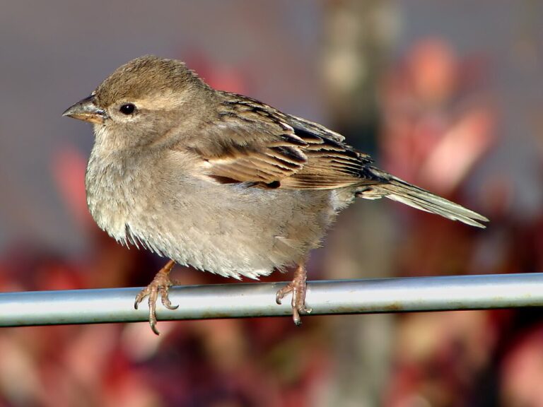 Female House Sparrow: ID and the House Finch Problem