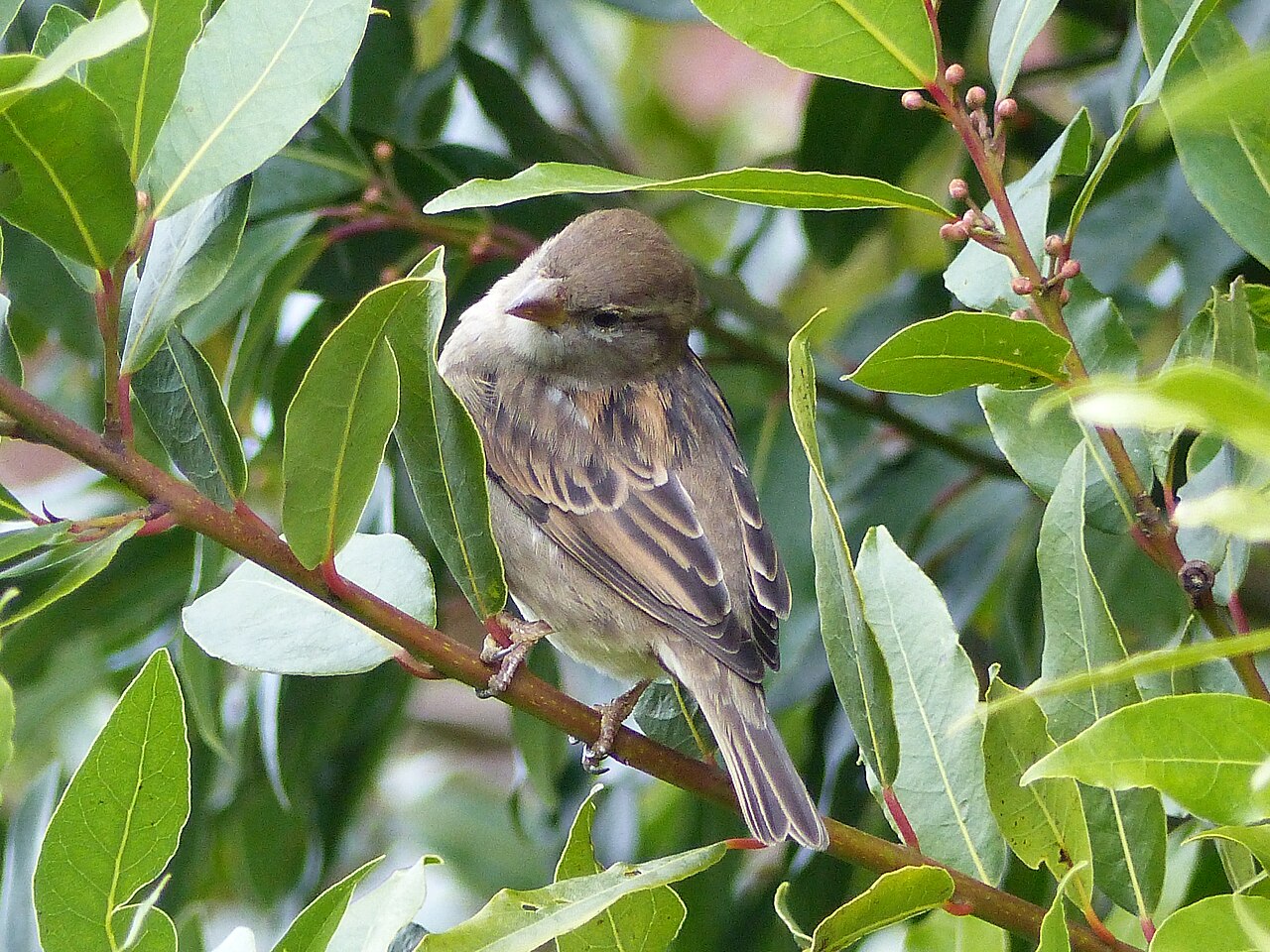 How Is She Different From a Female House Finch?
