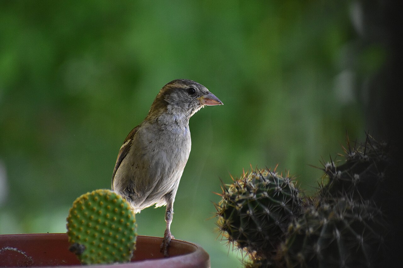 What Does a Female House Sparrow Do?