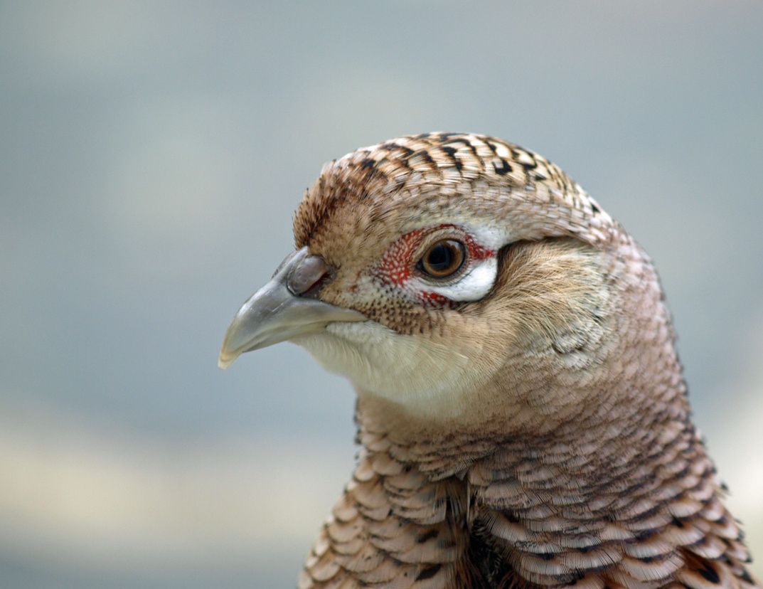 Female Pheasant: How to Identify a Hen