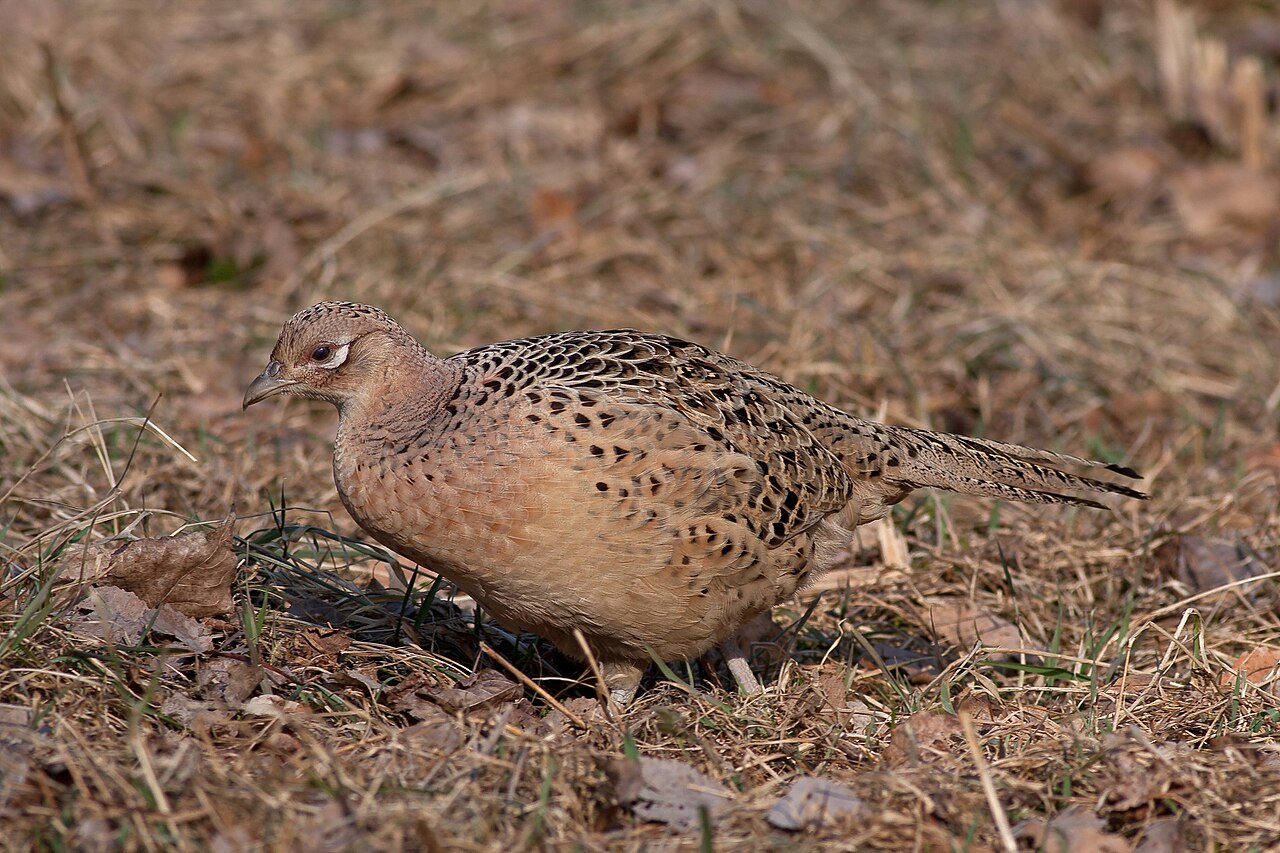 What a Female Pheasant Is Called