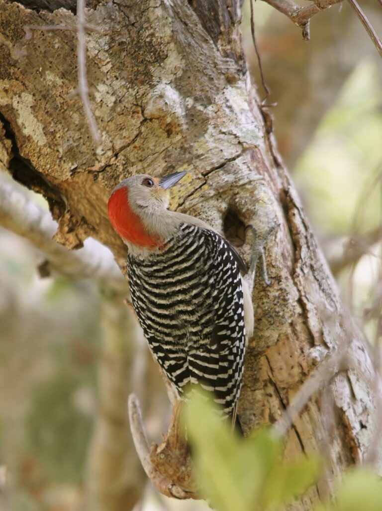 Female Red-Bellied Woodpecker: How to Identify Her