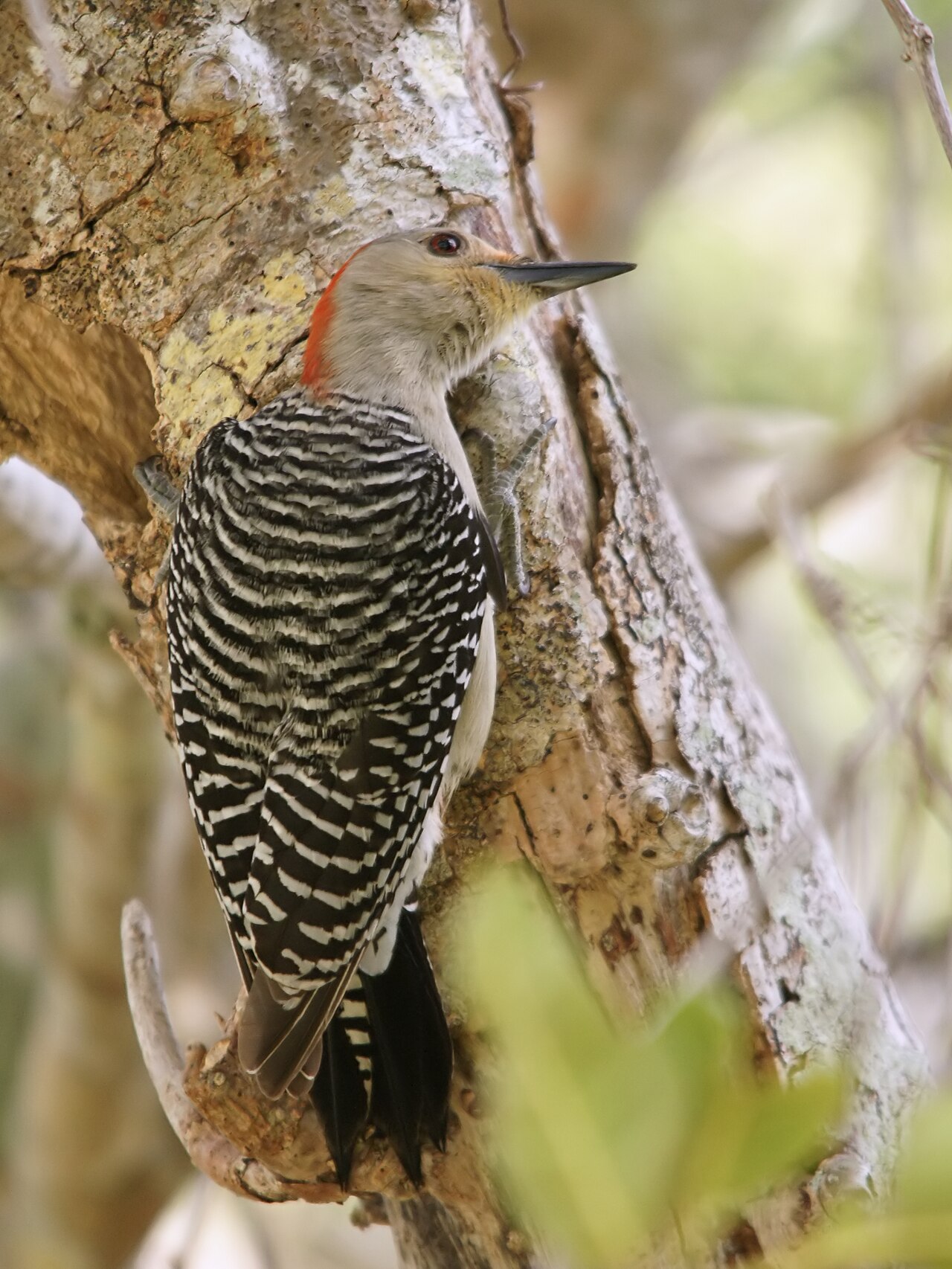 Why Is It Called Red-Bellied If the Head Is Red?