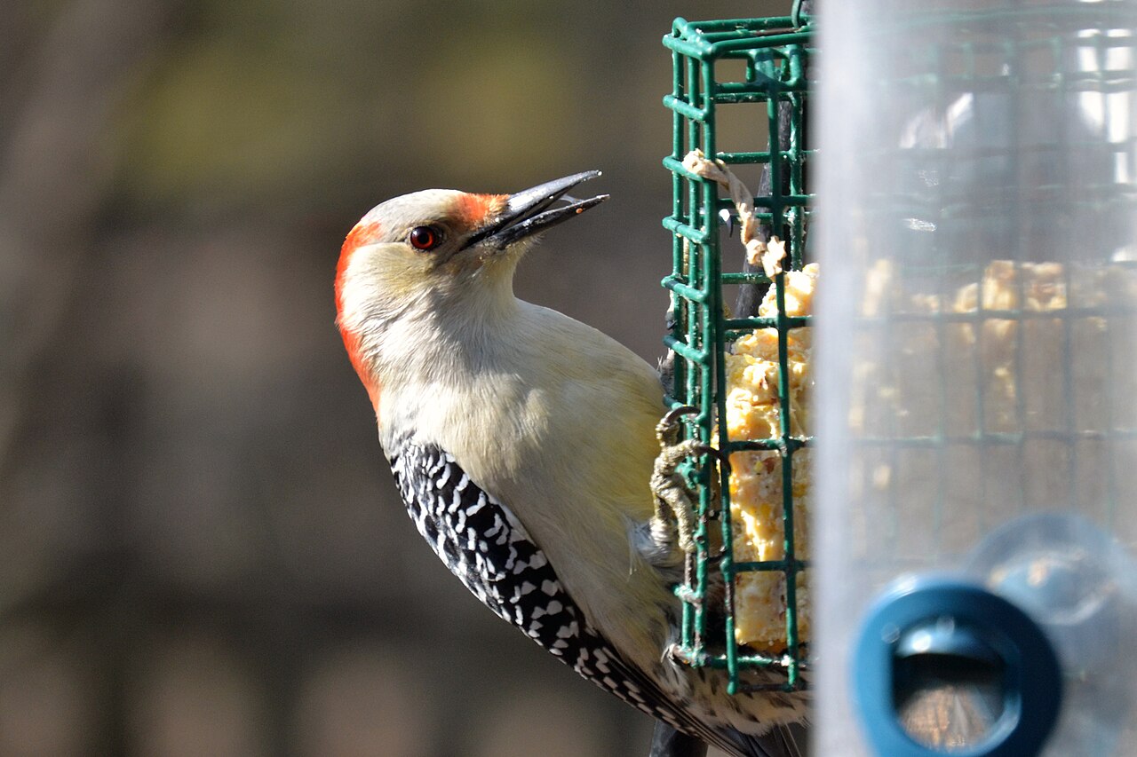 What Birds Are Mistaken for Her?