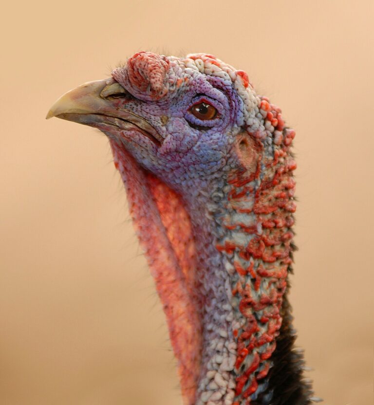 Female Turkey: How to Tell a Hen from a Tom