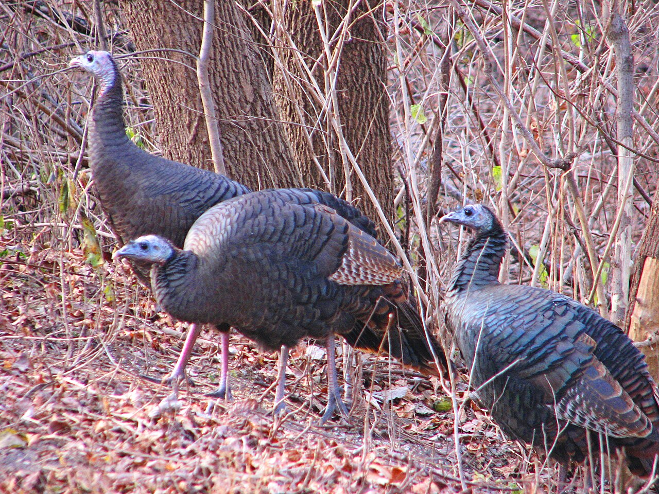 Do Female Turkeys Have Beards?