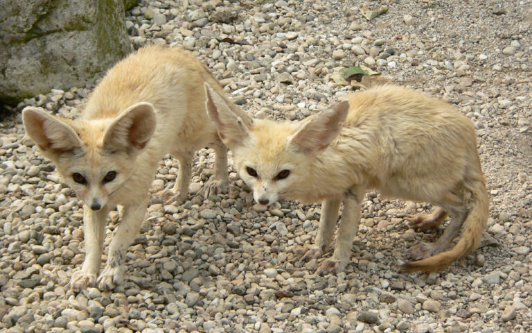 Fennec Fox Lifespan: 10 to 14 Years in Captivity, 6 in the Wild