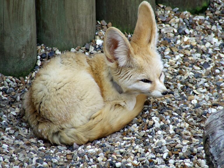 Fennec Fox Pet: Cost, Legality and What Owners Really Deal With
