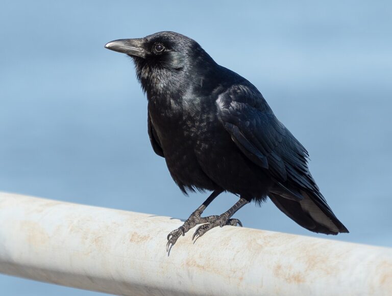 Fish Crow Sound: The Nasal Call That Gives It Away