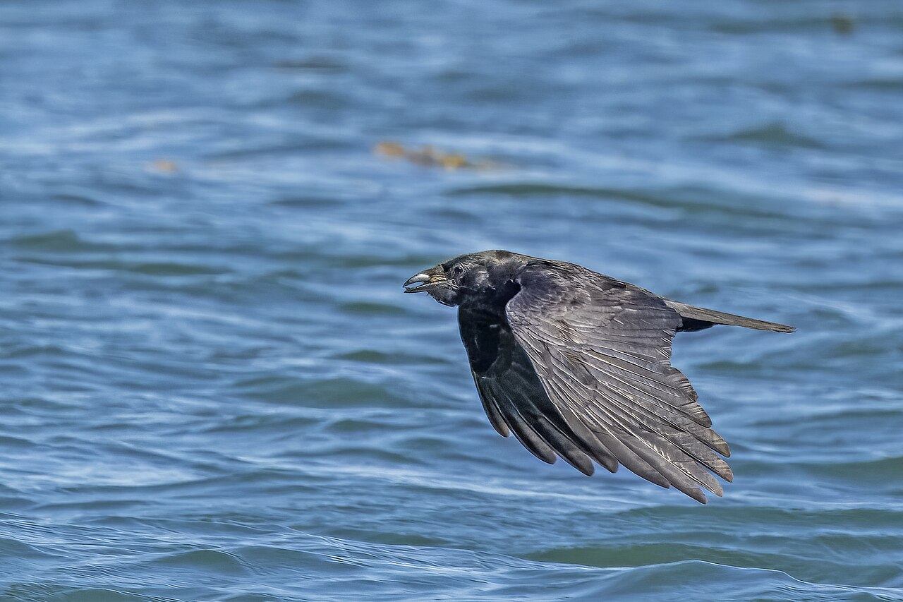 How to Tell a Crow From a Fish Crow