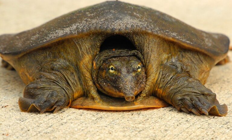 Florida Softshell Turtle: Size, Bite and Why Not to Lift One