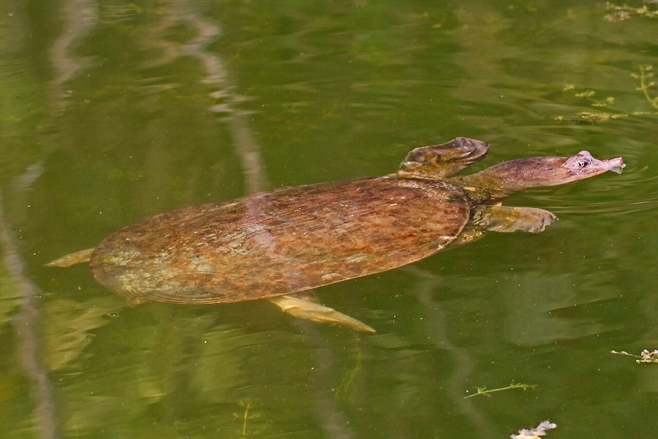 Where Florida Softshell Turtles Live