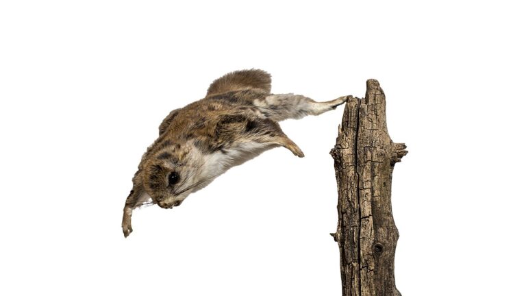 Flying Squirrel: 3 US Species, Range, and Why You Rarely See One