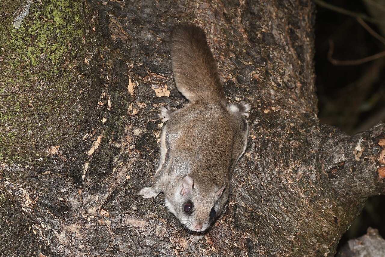 How Rare Is It to See a Flying Squirrel?