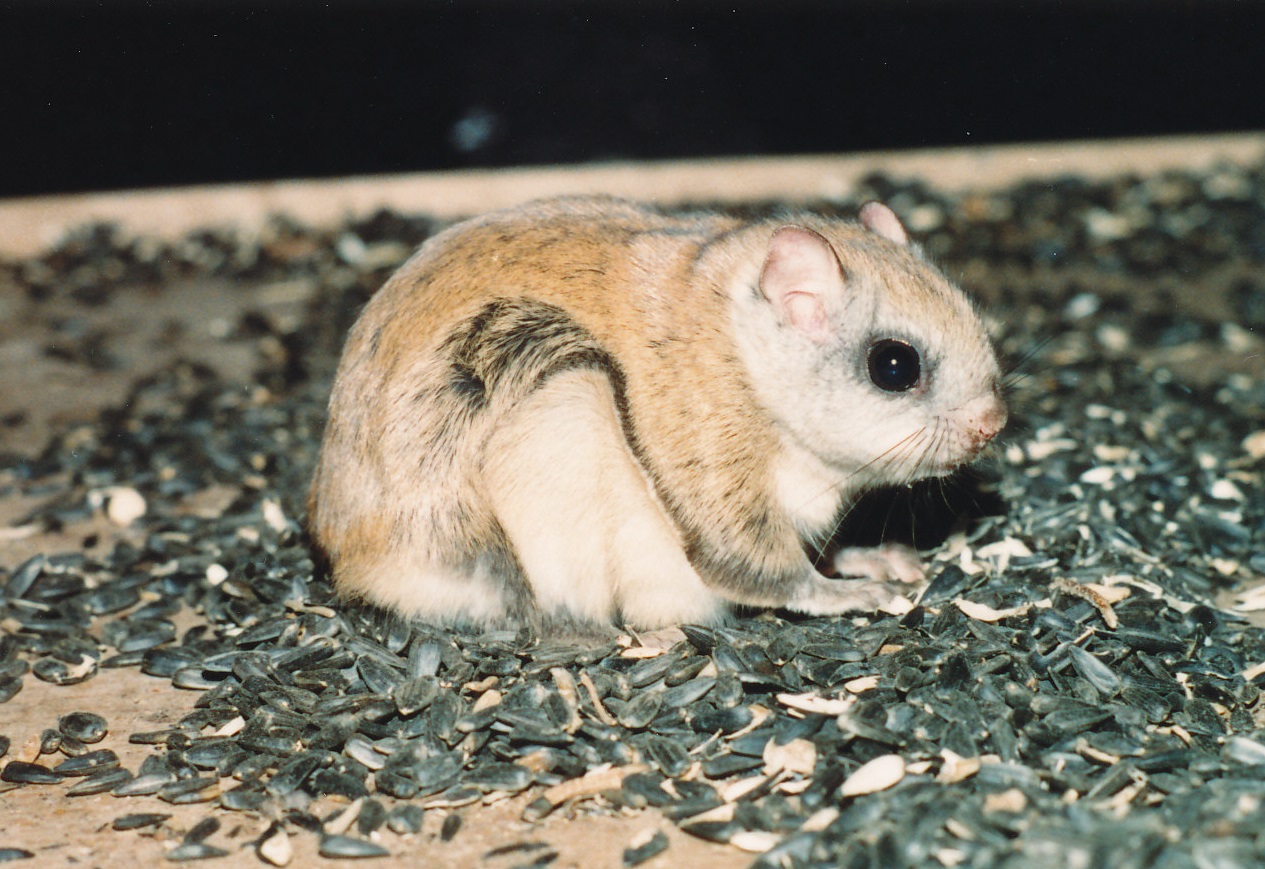 What States Do Flying Squirrels Live In?