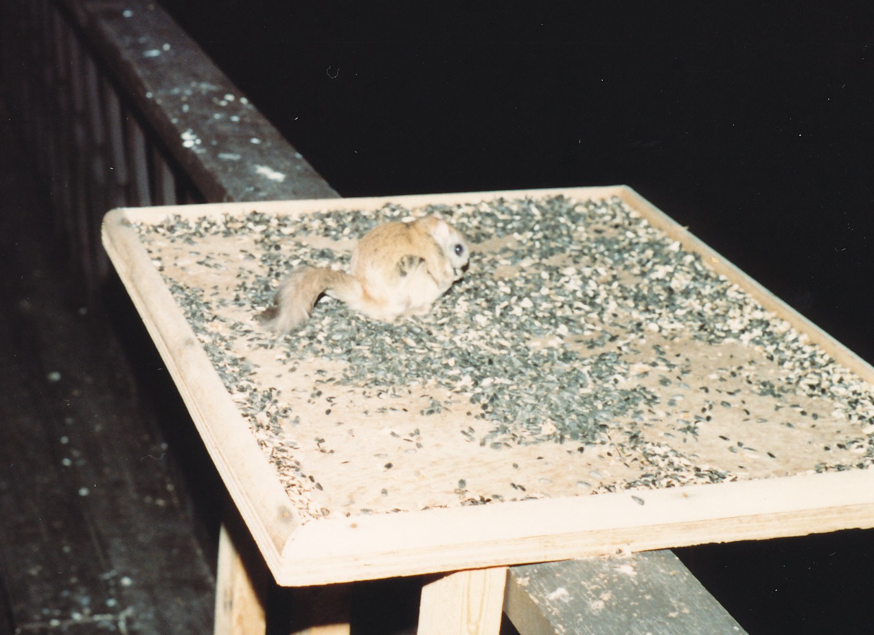 Flying Squirrel Pet: Legal States, Cost and Real Care