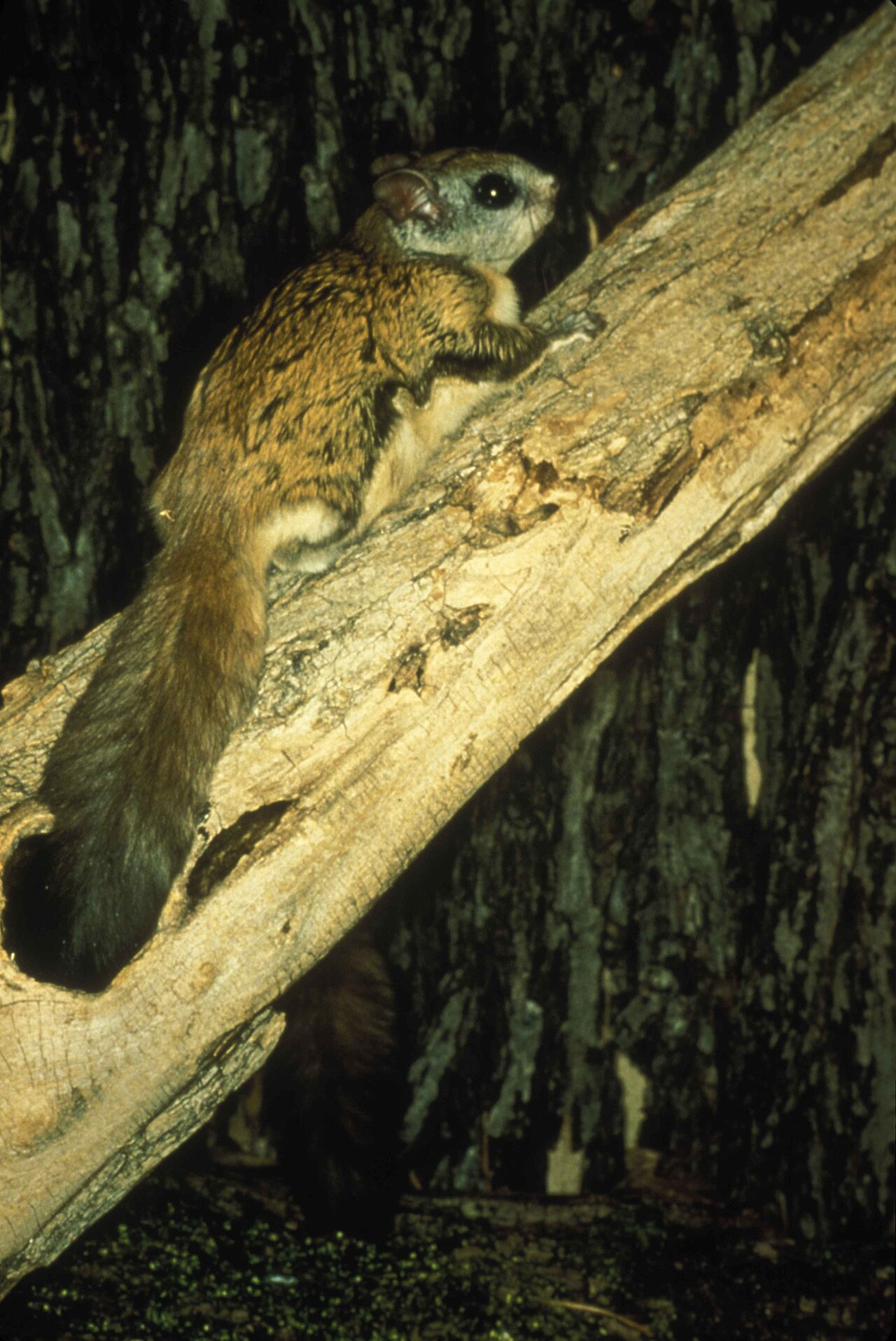 How Expensive Is a Flying Squirrel?