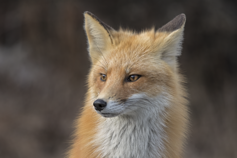 Fox Crossing Your Path: Meaning, Symbolism, and the Real Reason