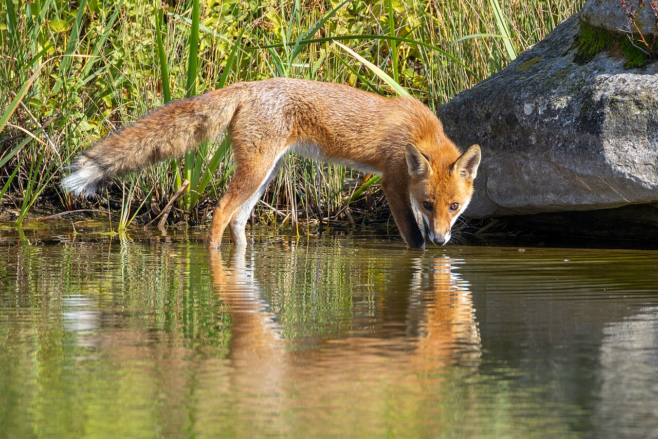 Fox Symbolism Across Cultures