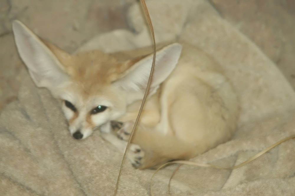 Why Is a Fox Lifespan So Short?