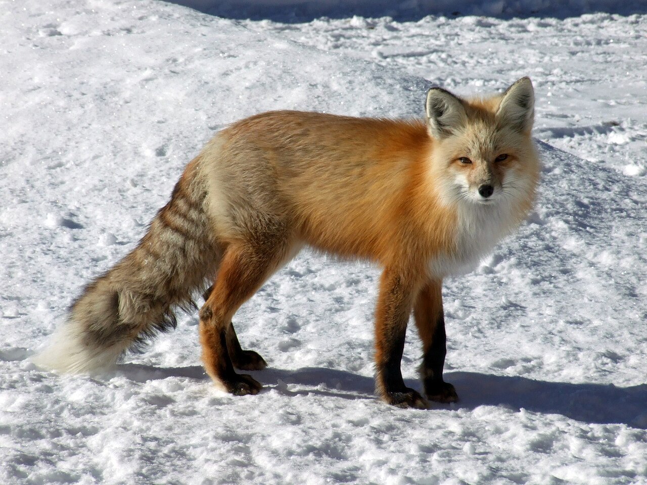 Red Fox Lifespan Versus Gray Fox Lifespan