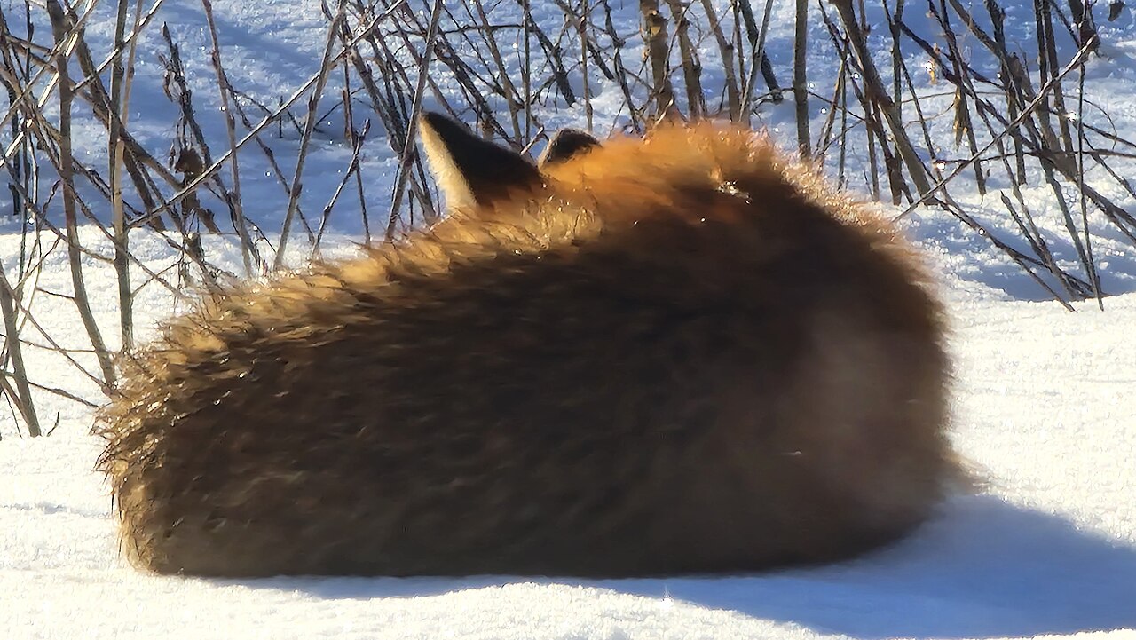 Arctic Fox and Fennec Fox Lifespan