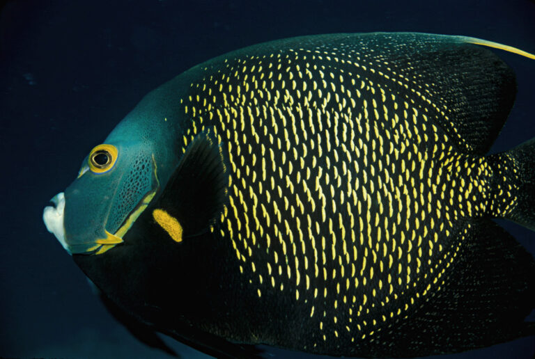 French Angelfish: Size, Diet and Why It Is Not a Pet Store Angelfish