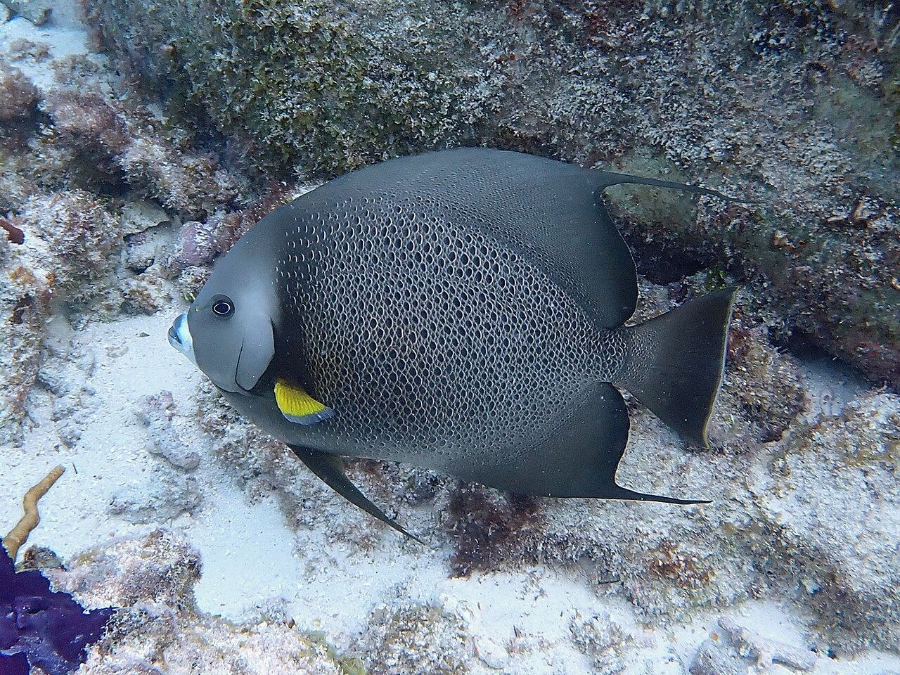 Are French Angelfish Reef Safe?