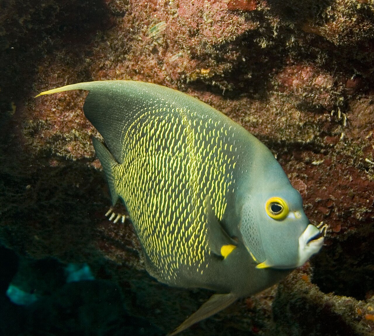 Are French Angelfish Rare?